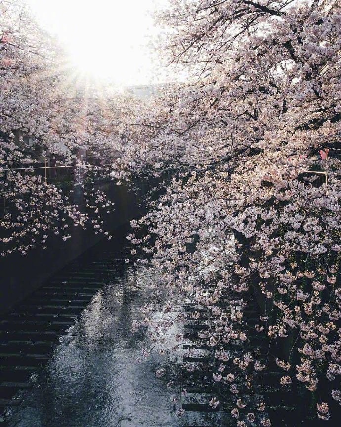 点击大图看下一张：一组美丽梦幻的樱花图片