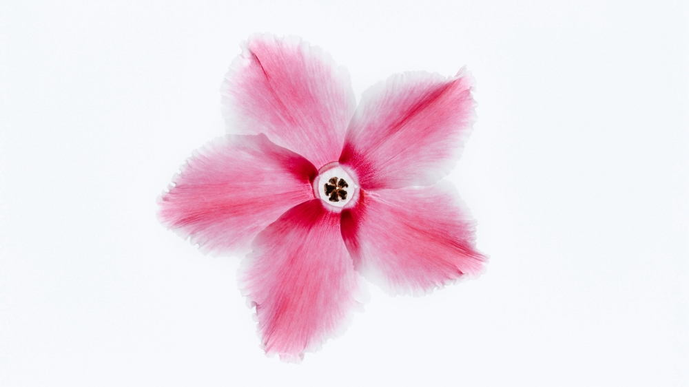 点击大图看下一张：一组清新养眼的粉色系花卉图片欣赏