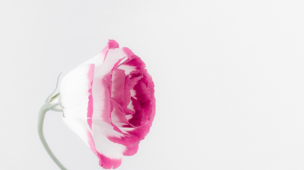 点击大图看下一张：一组清新养眼的粉色系花卉图片欣赏