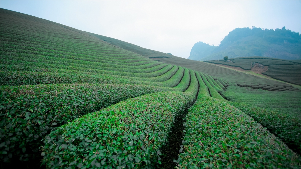 点击大图看下一张：一组美丽的绿色茶园高清壁纸图片