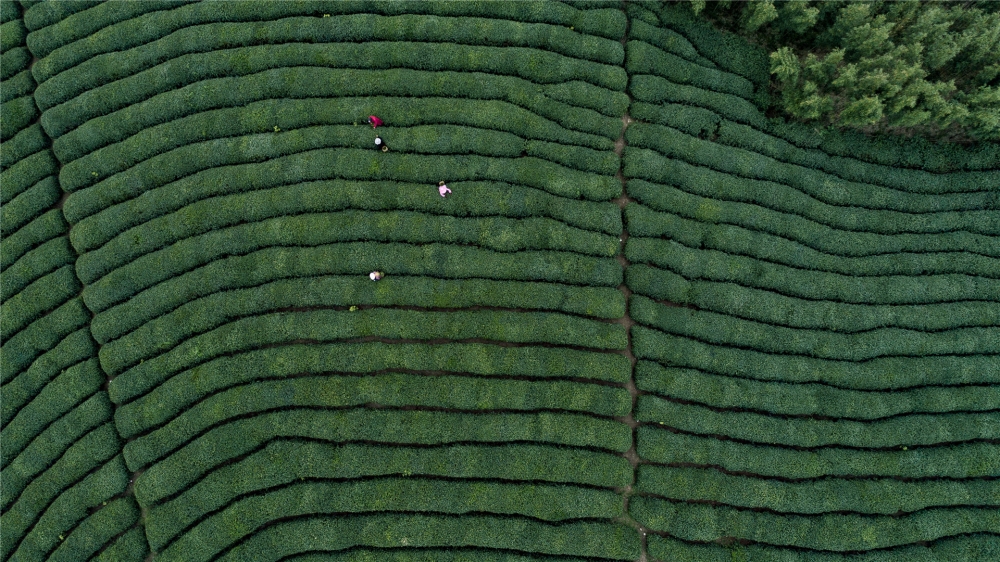 点击大图看下一张：一组美丽的绿色茶园高清壁纸图片