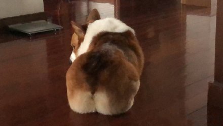 点击大图看下一张：一组腿短傻萌的柯基犬图片