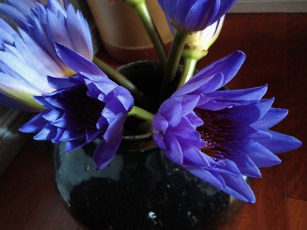 点击大图看下一张：一组美丽清香的紫色睡莲图片