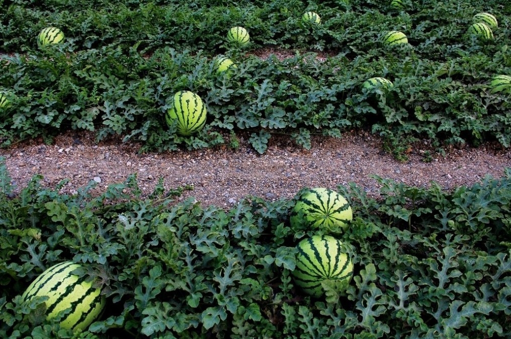 点击大图看下一张：一组在地里成熟了的西瓜图片欣赏