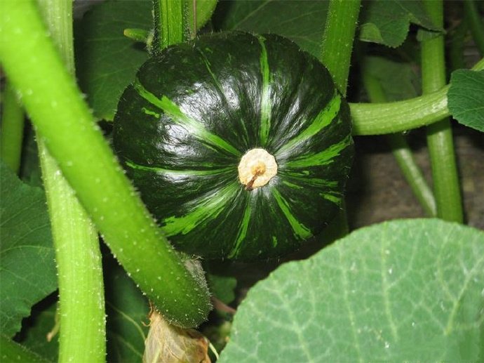 点击大图看下一张：一组小小的成熟的南瓜图片欣赏