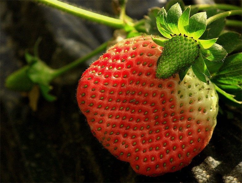 点击大图看下一张：草莓羞红着脸，百目相望的图片