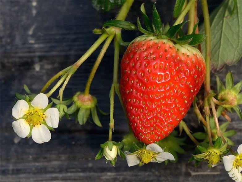 点击大图看下一张：草莓羞红着脸，百目相望的图片