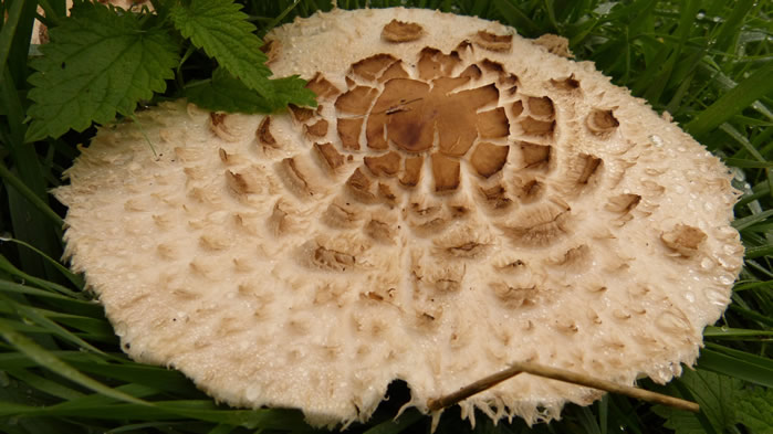 点击大图看下一张：一朵朵可爱的小蘑菇图片欣赏