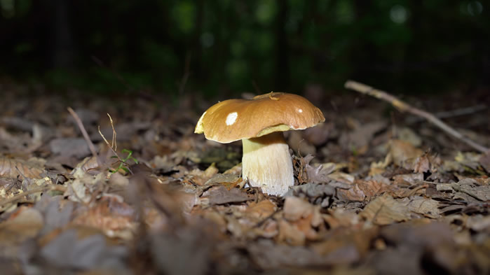 点击大图看下一张：一朵朵可爱的小蘑菇图片欣赏