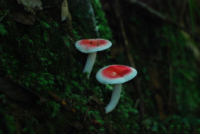 点击大图看下一张：一组红色和白色的蘑菇图片欣赏