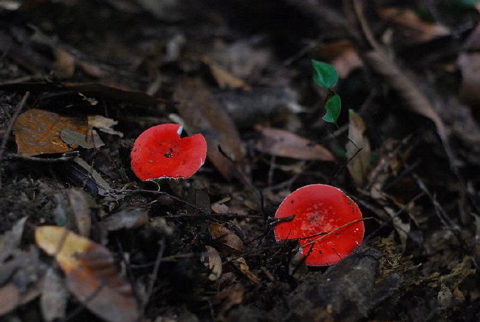 点击大图看下一张：一组红色和白色的蘑菇图片欣赏