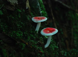 一组红色和白色的蘑菇图片欣赏