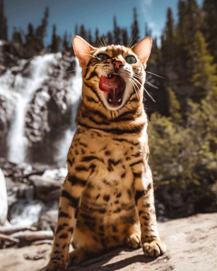 点击大图看下一张：一组霸气威风的孟加拉豹猫图片