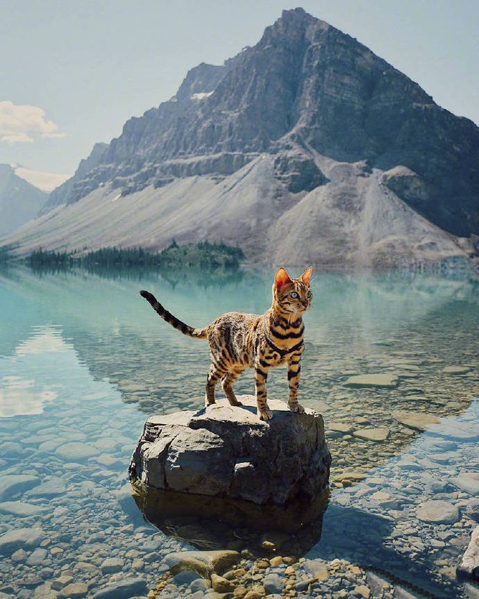点击大图看下一张：一组帅气酷酷的豹猫图片