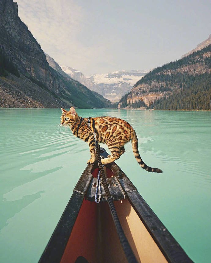 点击大图看下一张：一组帅气酷酷的豹猫图片