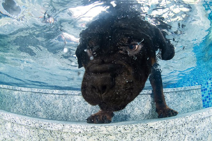 点击大图看下一张：一组在水里游泳的罗威纳狗狗图片
