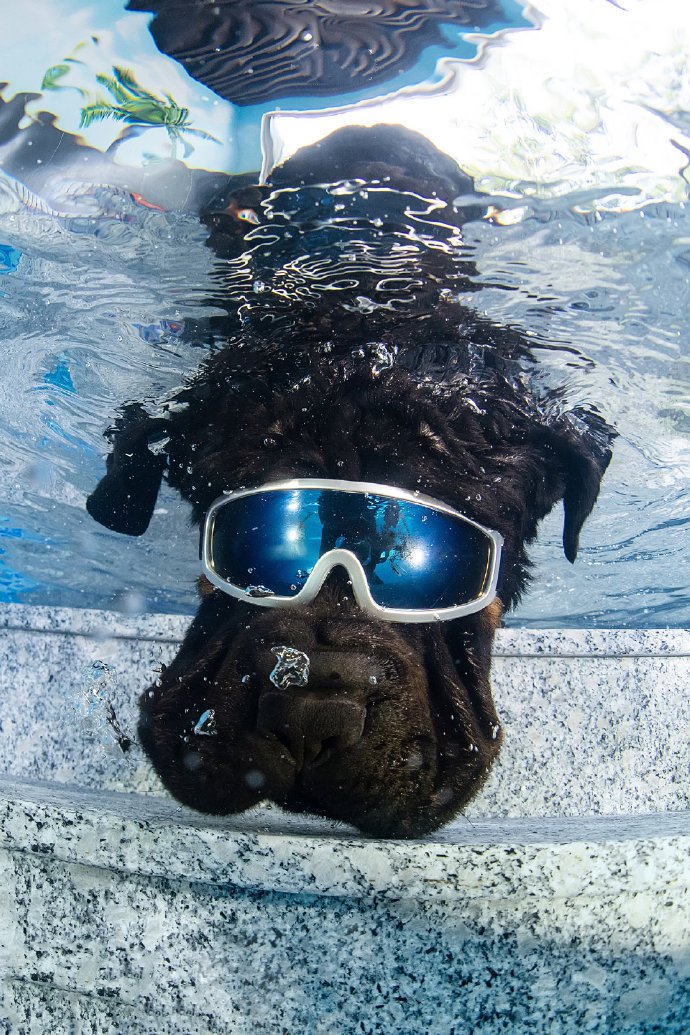 点击大图看下一张：一组在水里游泳的罗威纳狗狗图片