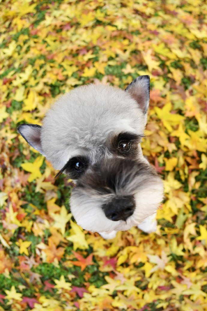点击大图看下一张：一组秋天里的小狗狗拍摄图片欣赏