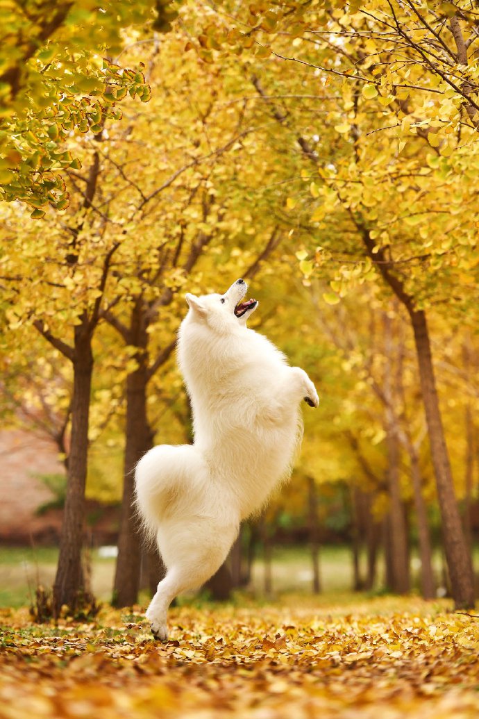 点击大图看下一张：一组秋天里的小狗狗拍摄图片欣赏