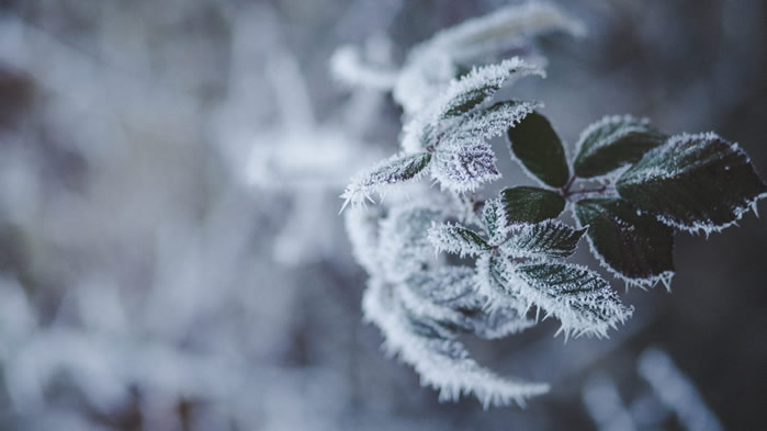 点击大图看下一张：一组冬季霜冻美景图片欣赏