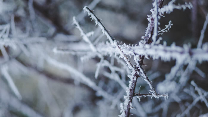 点击大图看下一张：一组冬季霜冻美景图片欣赏
