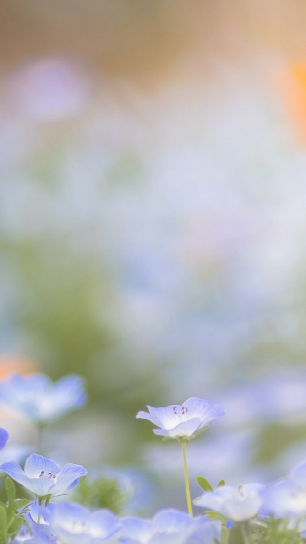 点击大图看下一张：清新淡雅的花卉图片手机壁纸