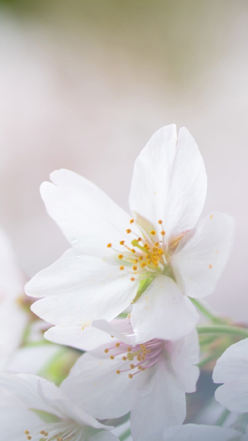 点击大图看下一张：清新淡雅的花卉图片手机壁纸