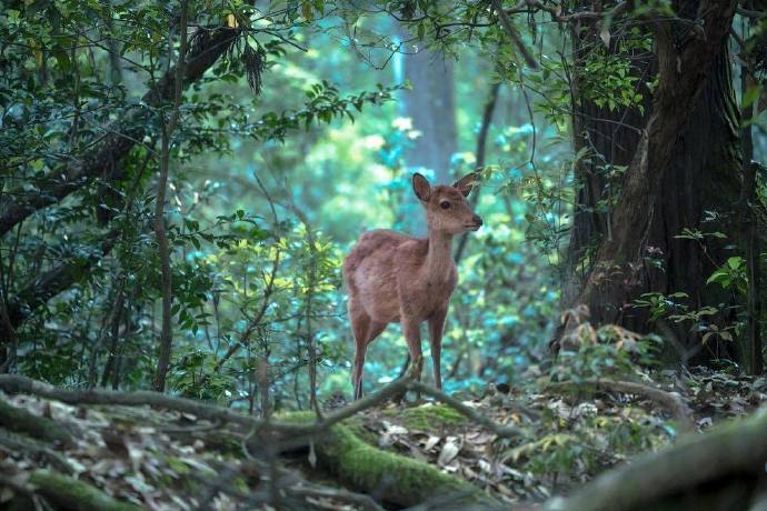 点击大图看下一张：一组灵巧可爱的奈良小鹿图片