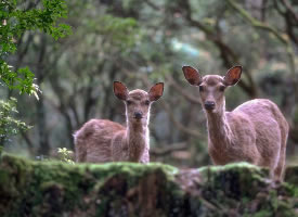 一组灵巧可爱的奈良小鹿图片