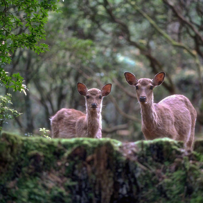 点击大图看下一张：一组灵巧可爱的奈良小鹿图片
