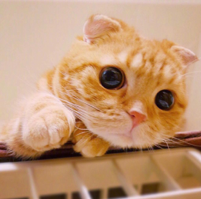 点击大图看下一张：一组调皮可爱的橘猫图片