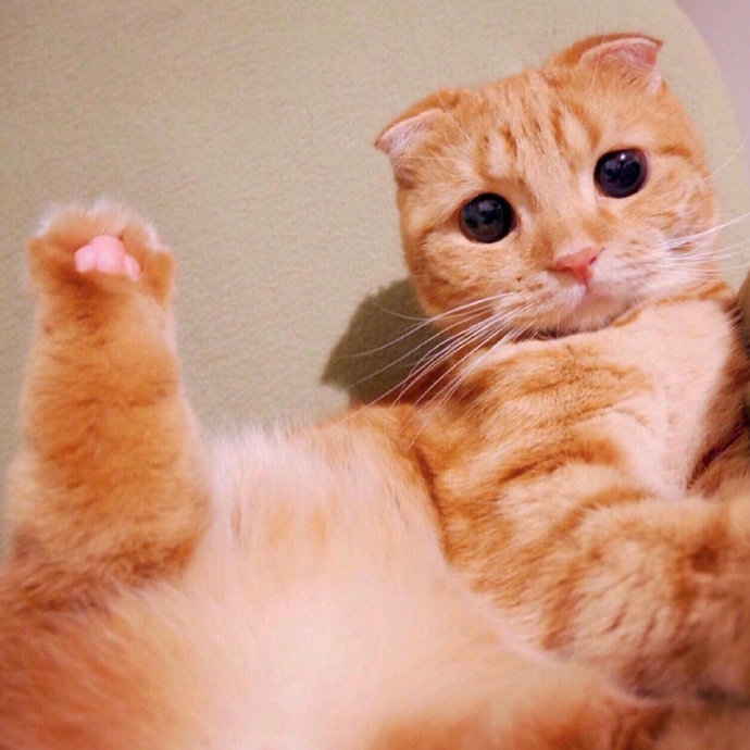 点击大图看下一张：一组调皮可爱的橘猫图片