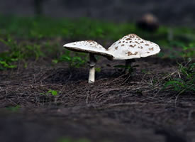 还有点可爱的两个小蘑菇图片