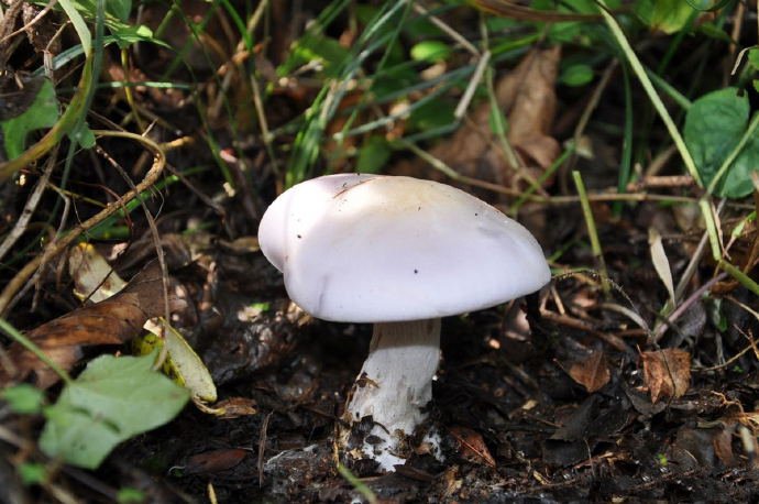点击大图看下一张：一组白色干净的小蘑菇图片欣赏