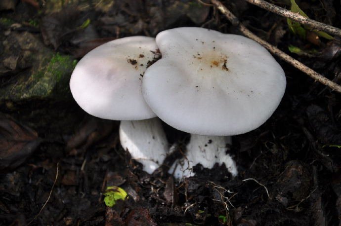 点击大图看下一张：一组白色干净的小蘑菇图片欣赏