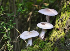 一组白色干净的小蘑菇图片欣赏
