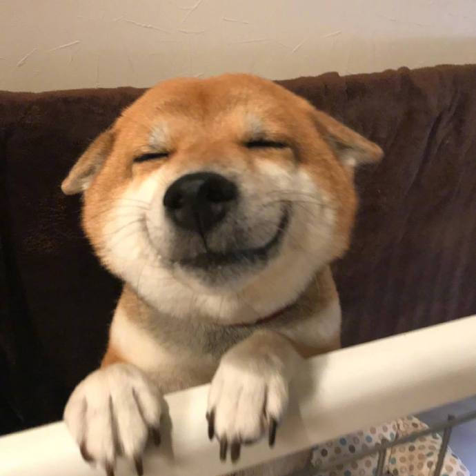 点击大图看下一张：来自柴犬的每日微笑