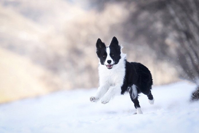 点击大图看下一张：在雪地里开心玩耍的小狗图片欣赏