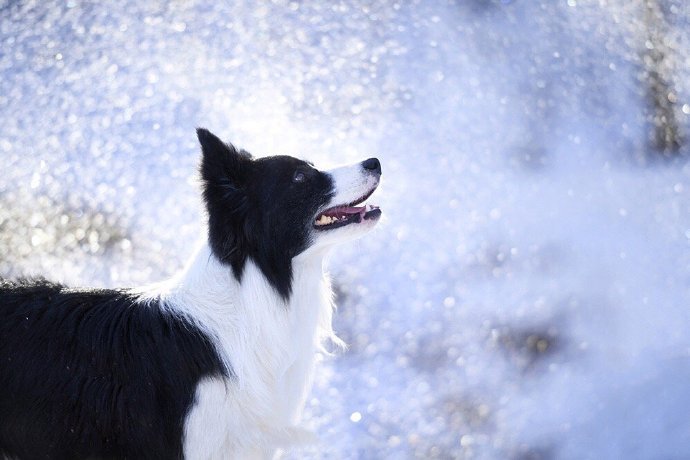 点击大图看下一张：在雪地里开心玩耍的小狗图片欣赏