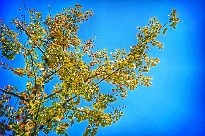 点击大图看下一张：一组秋天唯美树叶美景图片欣赏