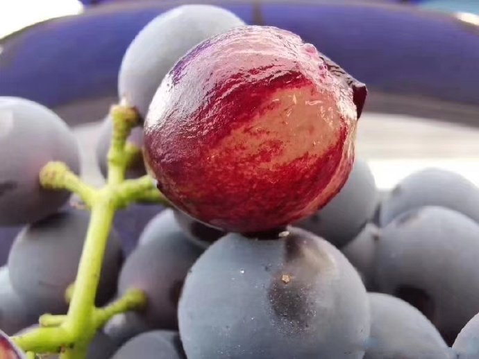 点击大图看下一张：一组特别诱人的蓝莓葡萄图片欣赏