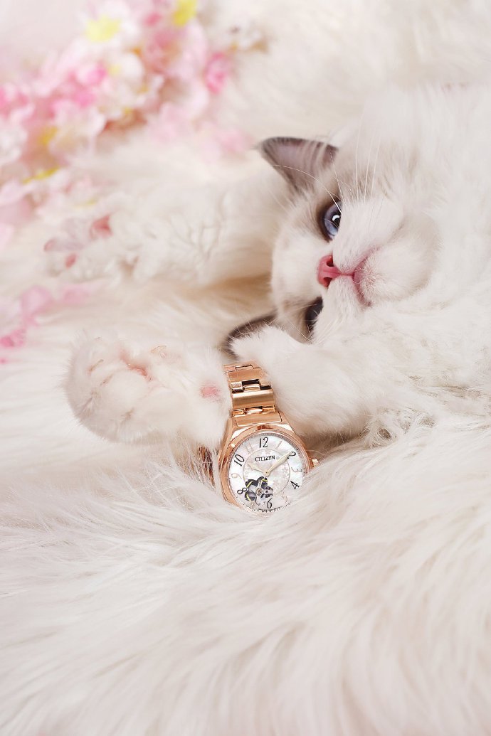 点击大图看下一张：一组粉粉的超美丽的猫猫图片欣赏