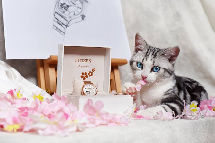 点击大图看下一张：一组粉粉的超美丽的猫猫图片欣赏
