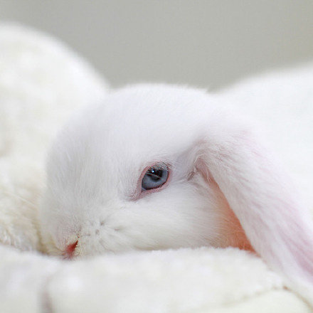 点击大图看下一张：超萌蓝眼睛的荷兰垂耳兔Booboo