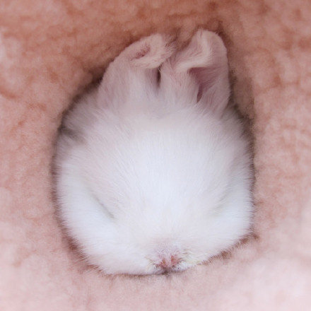 点击大图看下一张：超萌蓝眼睛的荷兰垂耳兔Booboo