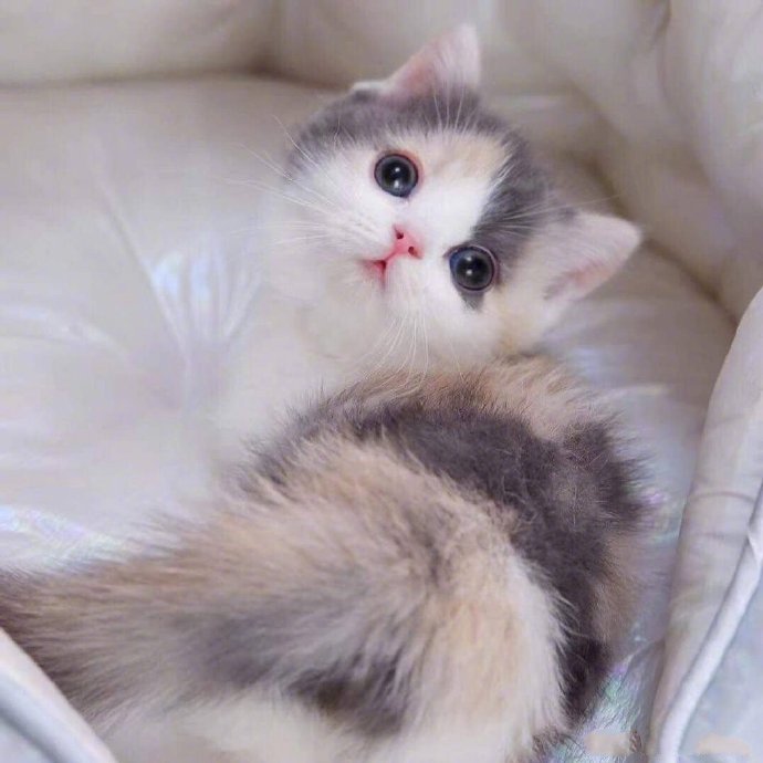 点击大图看下一张：一组超可爱的绝世美颜猫猫图片