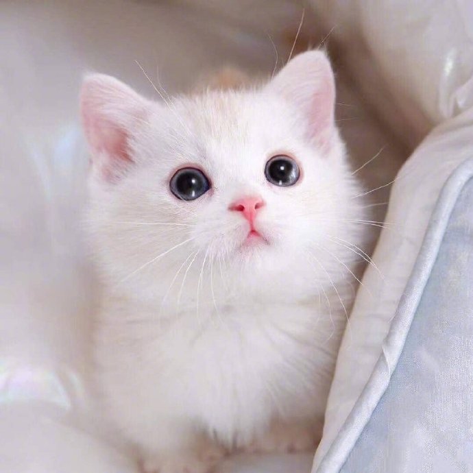 点击大图看下一张：一组超可爱的绝世美颜猫猫图片