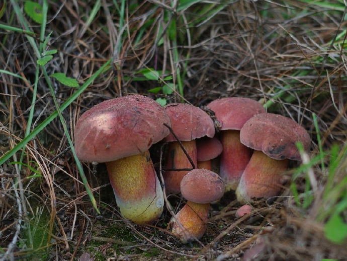 点击大图看下一张：一组超级萌的小蘑菇图片欣赏