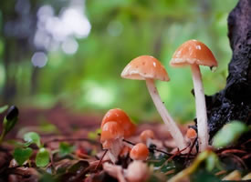 一组超级萌的小蘑菇图片欣赏