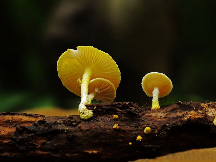 点击大图看下一张：一组可爱黄色小蘑菇图片欣赏